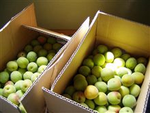 青梅～♪買っちゃった･････