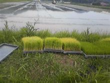 田植え