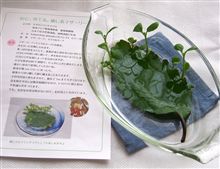 マザーリーフの新芽