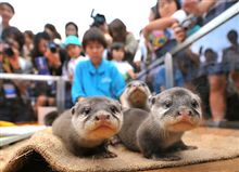 コツメカワウソの赤ちゃん