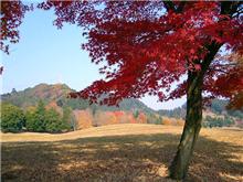 紅葉見物？？？