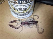 キジハタデビュー