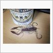 キジハタデビュー