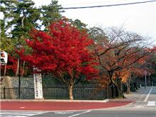 身近な紅葉！
