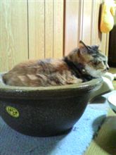 猫鍋