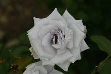 ブルー・ヘブンを見たくって