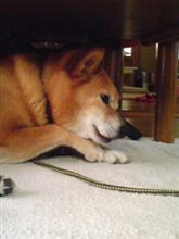 今日のﾎﾟｯﾎﾟ犬サン♪