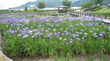 安曇野市明科のあやめ公園