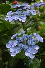 箱崎宮の紫陽花苑