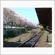桜の春と秋