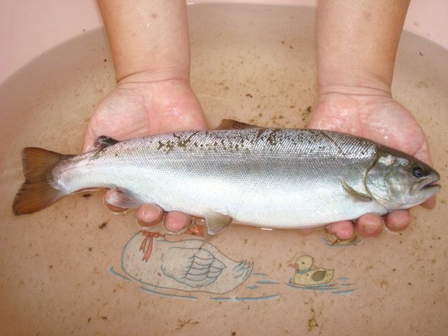 魚野川の大ヤマメ 銀狐 のブログ 完全夜行性 みんカラ