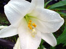 梅雨らしいお天気