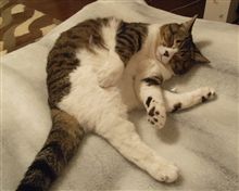 どうでしょう～♪