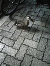 焼鳥屋の前で