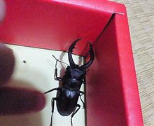 夏ネタ