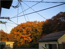 紅葉？
