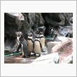 マリンピア松島水族館に行って ...