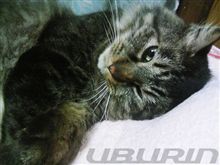 今日もビビりまくり。。。なmochaさん（（（（=ﾟ_ﾟ=））））