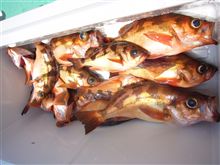 メバル釣り
