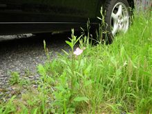 水玉スタングはボンドカーになれるか 水玉スタングはボンドカーになれるか