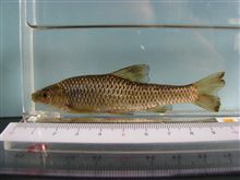 今日の仕事は「謎の魚捕獲指令」