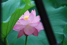 蓮２