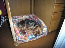 犬のはなし
