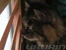 落ち着きのない mochaさん