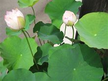 ロータス　開花 !