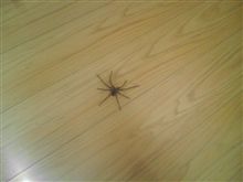 虫嫌いな方は見ないで下さい……