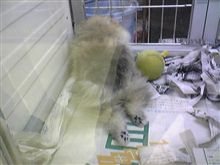おっしり～