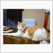 ねこについて…。