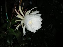 挨拶と掃除と雑炊
