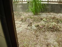 もくネジと壁紙と白猿烏龍茶