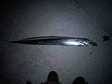 やっと釣れました。