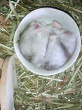 ヒンヤリ？