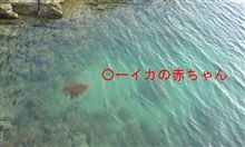 水イカの赤ちゃん