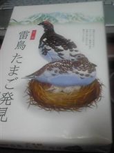 雷鳥の卵…
