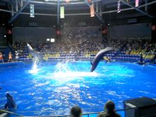 都会のイルカ＾＾