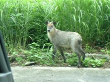 にらめっこ・・・（僕も遭遇しました）