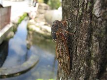 暑中お見舞い申し上げます～☆ 