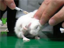 ハムちゃん病院に行く！