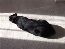 今日の猫画像