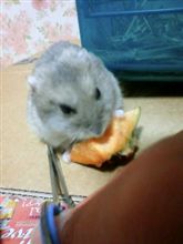 リベンジ！爪切り！！