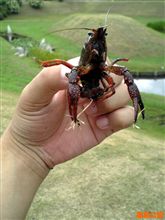 ザリガニだって y^^y