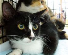 納涼!黒猫の恐怖!世にも怖ろしい怪談?! 納涼!黒猫の恐怖!世にも怖ろしい怪談?!