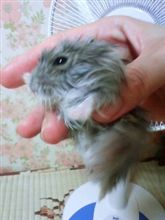 ハリネズミ飼ってます？