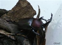 [Beetle] こちらも 二十数年ぶり !?