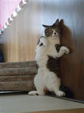 残りわずか・・