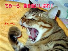 てめーら、歯を食いしばれ！